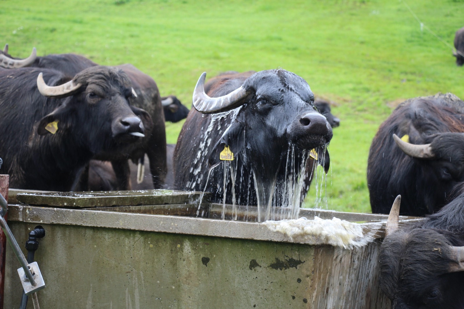 Buffalo